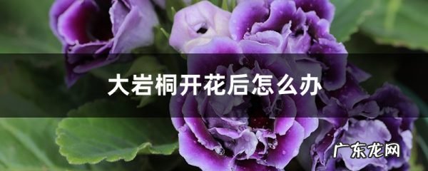 大岩桐开花后怎么办,大岩桐花怎么养？