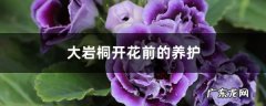 大岩桐开花前的养护,大岩桐什么时间开花？