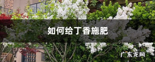丁香施肥方法,用什么肥好,发酵好的鸡粪怎么施肥?