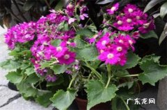 买来已开花的菊花怎样换盆 买回来开花的瓜叶菊要换盆吗