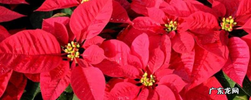 一品红室内能养活吗 一品红能放室内吗