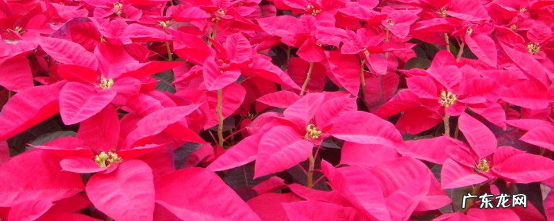 一品红怎么养殖方法有毒吗 一品红怎么养殖方法