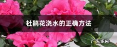 杜鹃花浇水的正确方法，冬天怎么管理,杜鹃花如何浇水和养殖？