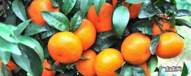 沃柑有酒味能吃吗,沃柑有酒精味还能吃吗