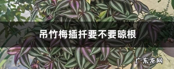 附扦插图解 吊竹梅插扦要不要晾根,吊竹梅怎样插扦爆盆?