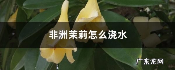 非洲茉莉怎么浇水,非洲茉莉的养殖方法和注意事项?