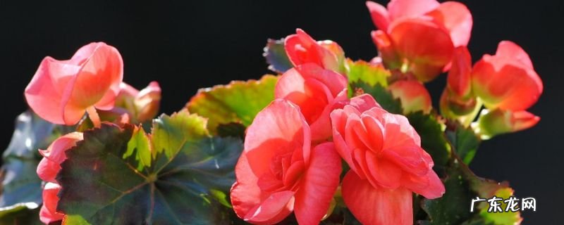 秋海棠花的养殖方法和注意事项什么时候开花 秋海棠花的养殖方法和注意事项