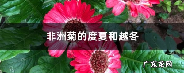 非洲菊的度夏和越冬,非洲菊？