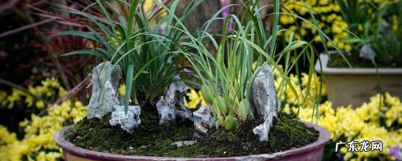 兰花代表的寓意 兰花寓意代表什么意思