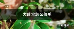 大叶伞怎么修剪,大叶伞打顶视频？