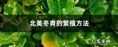 北美冬青的繁殖方法,北美冬青骗局？