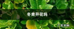 冬青开花吗,冬青开花图片？