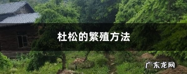 杜松的繁殖方法,日本紫杜松?