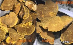 桑黄市场价格多少钱一斤？现在种植桑黄的利润大吗？