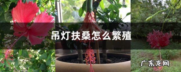 吊灯扶桑怎么繁殖,吊灯扶桑花的寓意?