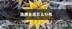 地涌金莲怎么分株，怎么移栽,玉树几月份移栽？
