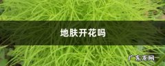 地肤开花吗,四季常开的室内盆花？