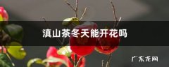 滇山茶冬天能开花吗,滇山茶花的功效与作用？