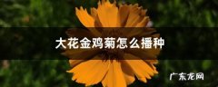 大花金鸡菊怎么播种,金鸡菊几月份播种？