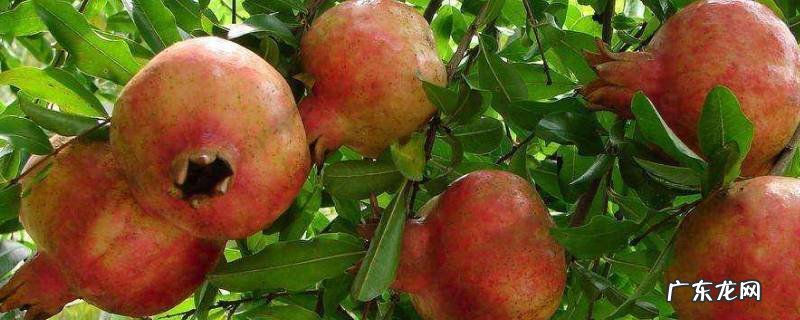 石榴什么时候吃,石榴什么时候吃最甜