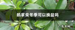 鹅掌柴冬季可以换盆吗，冬季怎么养茂盛,鹅掌柴用什么土壤？