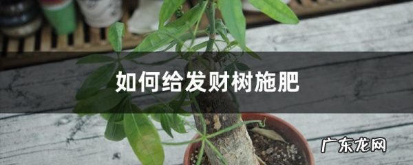 发财树施肥方法,用什么肥好,发财树怎样施肥施什么肥?