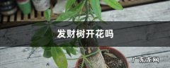 发财树开花吗，什么时间开花,发财树开花的图片？