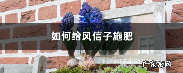 风信子施肥方法,用什么肥好,风信子需要施肥吗?