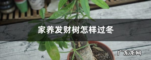 家养发财树怎样过冬,能用硫酸亚铁水浇吗,南方发财树怎么过冬?