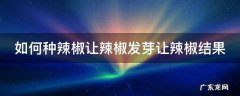 如何种辣椒让辣椒发芽让辣椒结果