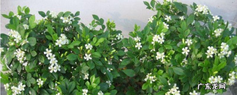 室内养九里香好吗 家里养九里香花的好处和坏处