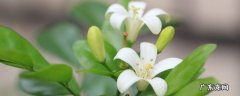 九里香是什么植物 植物九里香的作用和特点