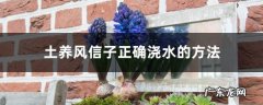 土养风信子正确浇水的方法，出现积水要处理吗,风信子土培多久浇水？