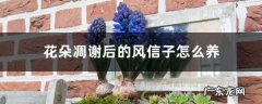 花朵凋谢后的风信子怎么养，开花后第二年还能开花吗,风信子第二年能复花吗？