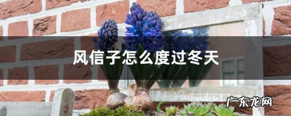 风信子怎么度过冬天,冬天会被冻死吗,风信子冬季可以放室外?