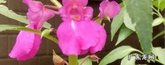 凤仙花怎么修剪，什么季节可以修剪,凤仙花哪个季节开放？