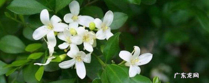 九里香的种植方法与技巧 九里香的种植方法