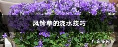 风铃草浇水的时间/方法/水量/频率,栀子花浇水的正确方法？