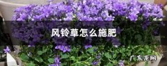 风铃草怎么施肥,风铃草会干什么？