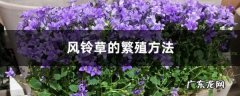 风铃草的繁殖方法,重瓣风铃草怎么繁殖？