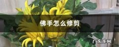 佛手怎么修剪,佛手树修剪视频教程？