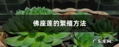 佛座莲的繁殖方法,佛手掌怎样扦插？