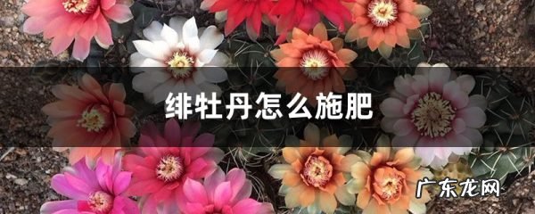 绯牡丹怎么施肥,绯牡丹仙人球？