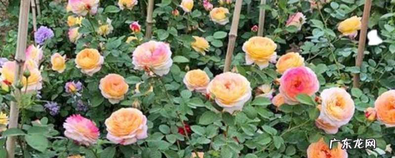 詹森月季优缺点 詹森月季的优缺特点