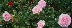 粉色达芬奇月季的优缺点 米兰达月季的优缺特点