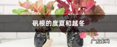 矾根的度夏和越冬,冬天蜜蜂如何过冬？