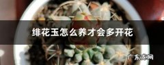 绯花玉怎么养才会多开花,绯花玉怎么养大的快？