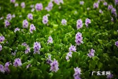 凤眼蓝怎么过冬,凤眼蓝花语？