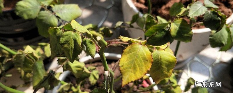 月季花生小青虫用什么药 月季花上有青虫用什么药
