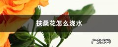 扶桑花怎么浇水,扶桑花养护与浇水方法？